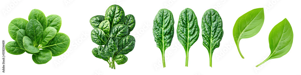 Fototapeta premium Fresh spinach leaves arranged in a row, showing different shapes and stages of growth.