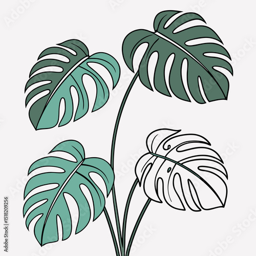 Beautiful Monstera Deliciosa Plant for Tropical Home Decor