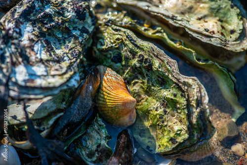Dense Cluster of Mussels and Clams Along the Coastline