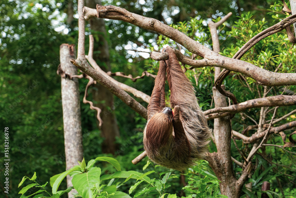 Fototapeta premium The sloth hanging on the branches. Folivora or Bradypodidae or sloth animal eating in the zoo.