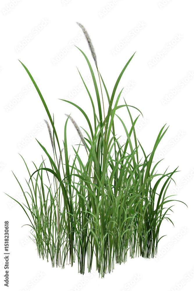 Obraz premium fresh green grass/Green grass plant isolated on white background – PNG format, nature concept.