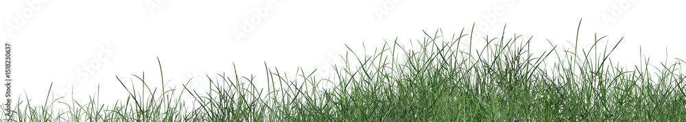 Fototapeta premium green grass isolated on white