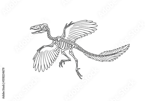 Archaeopteryx fossil drawing. Black and white outline image of an Archaeopteryx, early bird-like dinosaur, showcasing its skeletal structure with feathered wings and tail. Vector sketch line art draw.