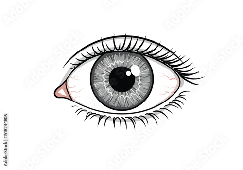 Realistic eyeball drawing. It is a black and white outline image of a detailed human eye with eyelashes, showing a realistic iris pattern. Vector sketch line art draw.