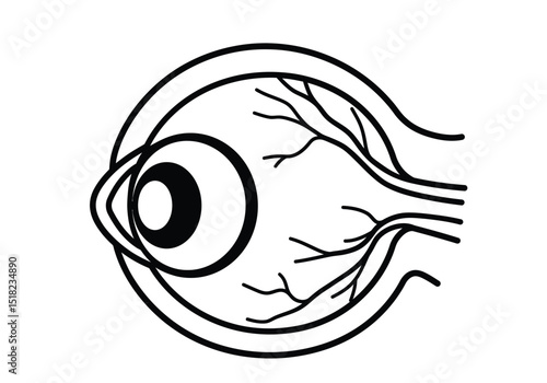 Anatomical eyeball drawing. It is a black and white outline image of an anatomical human eyeball, detailing its structure and surrounding blood vessels. Vector sketch line art draw.