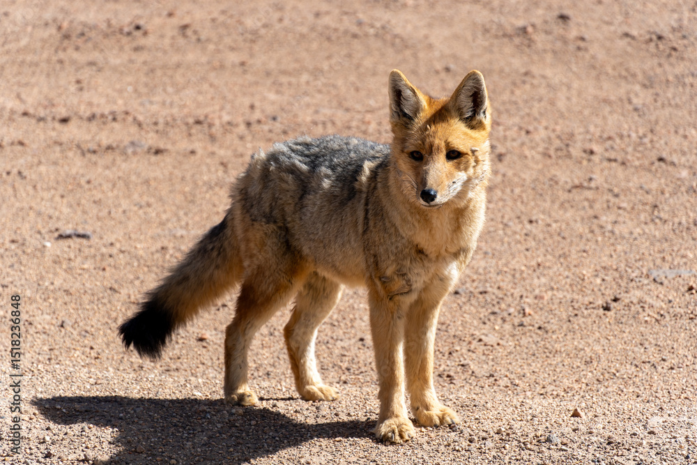 fox / zorro bolivia fox / zorro bolivia