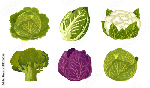 Cabbage in different varieties. Cauliflower, green cabbages, red, Chinese cabbage and broccoli. Vector illustration isolated on white background