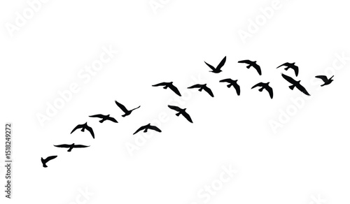 goose birds fly silhouette black isolated white background