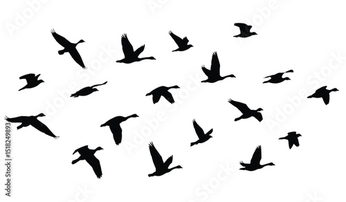goose birds fly silhouette black isolated white background