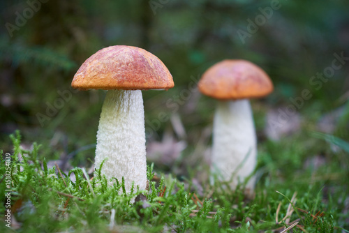 Leccinum albostipitatum
