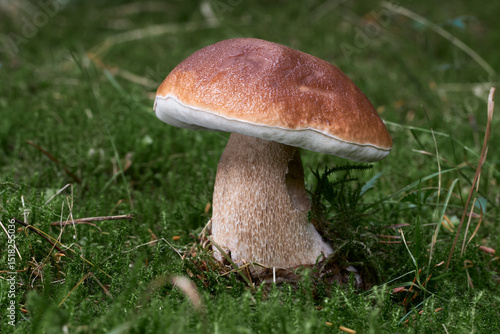 Boletus edulis
