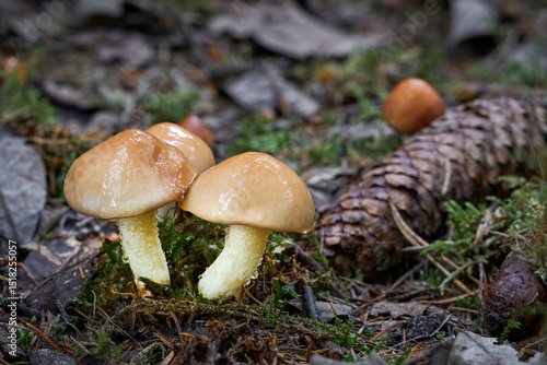 Suillus granulatus