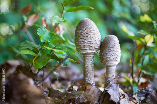Macrolepiota procera - edible mushroom