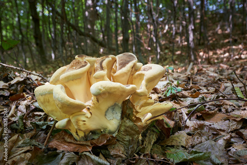 Meripilus giganteus