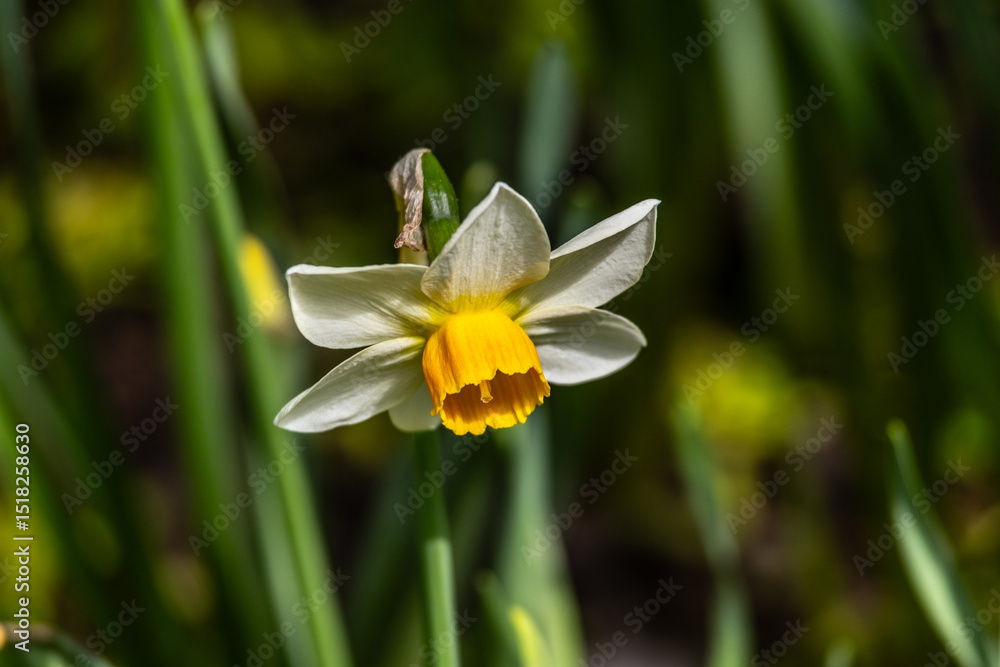 Fototapeta premium Daffodil flower with white petals and yellow center on a green stem in the garden
