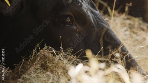 Close-up of a black Angus cow eating straw on a farm. Detailed 4K footage showing natural feeding behavior and eye contact in soft, warm lighting. Peaceful rural livestock scene.