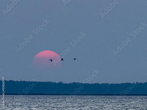 Vögel in der Morgensonne