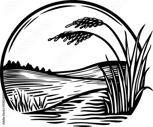 Rice field landscape with ripened grains, rural farmland scene, nature agriculture, black and white  illustration