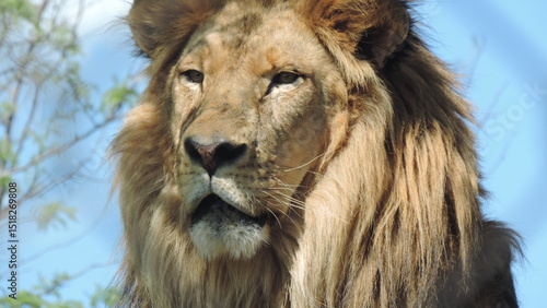 Lion le Roi