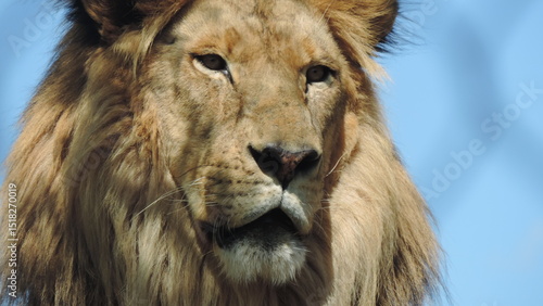 Lion le Roi