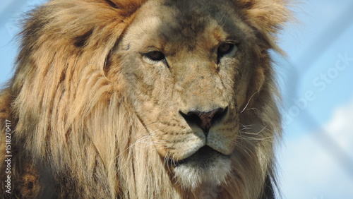 Lion le Roi