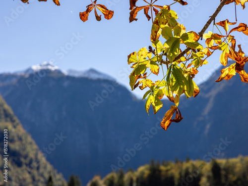 Herbstlaub