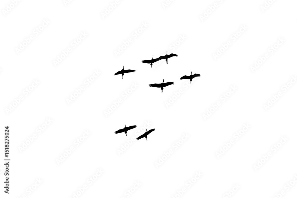 png herd of birds fly on clear backgroung png herd of birds fly on clear backgroung