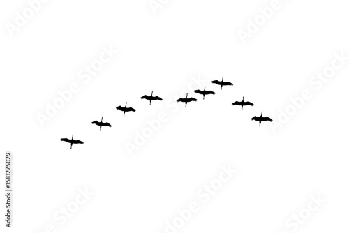 png herd of birds fly on clear backgroung