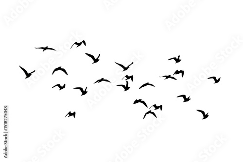 png herd of birds fly on clear backgroung