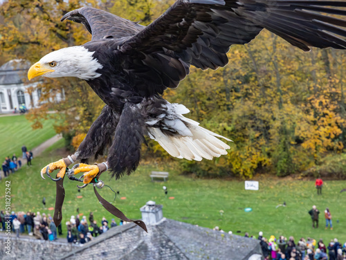 Adler im Flug