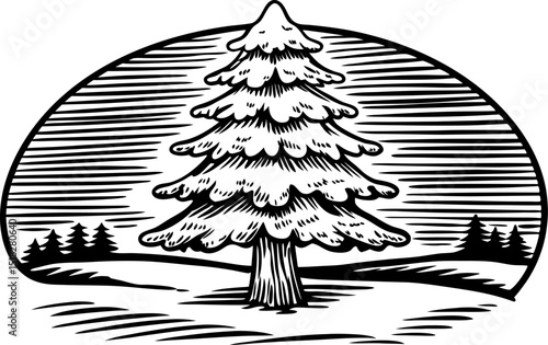 majestic pine tree in vintage engraved forest landscape illustration with evergreen nature and conifer silhouette