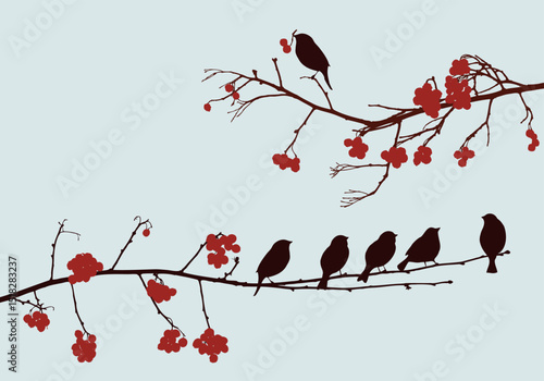 Sparrow birds flock on rowan branches with ripe berries bunches silhouettes, vector illustration isolated