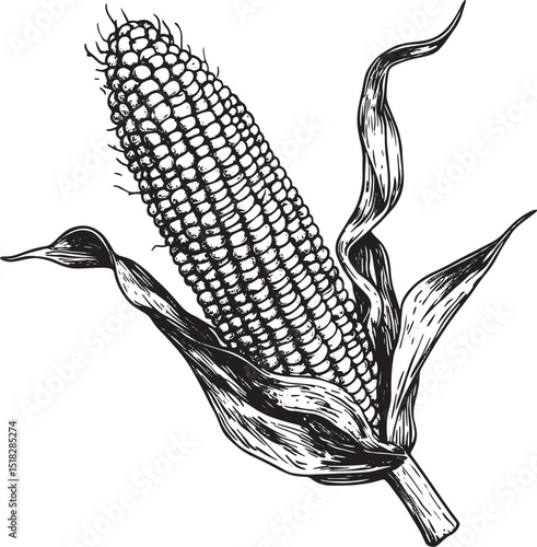 Corn maize vegetable plant on branch sketch engraving vector illustration. Scratch board style imitation. Hand drawn image.