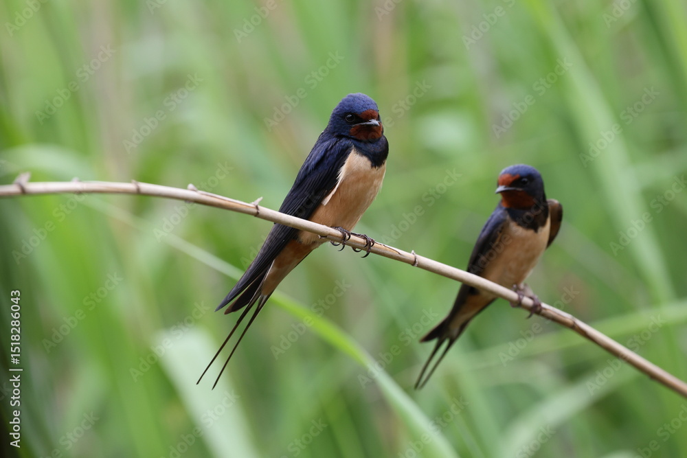 Barn swallow ( Hirundo rustica) portrait in Spain Barn swallow ( Hirundo rustica) portrait in Spain