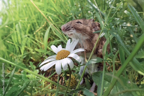 Small smiling mouse in the tall grass with a flower. 