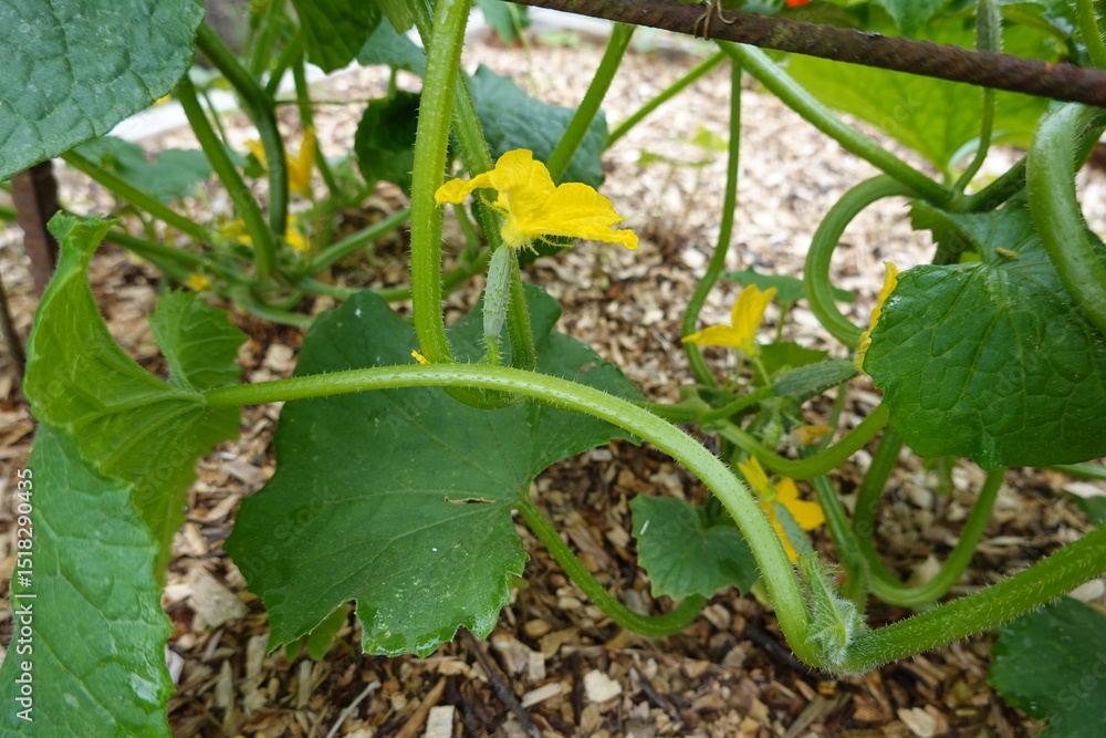 Fototapeta premium Young cucumber plant growing in garden with yellow flowers