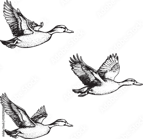 Wild flying duck birds engraving vector illustration. Scratch board style imitation. Hand drawn image.