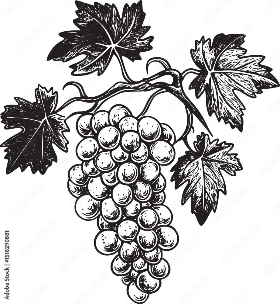 Obraz premium Hand braided with grape vine plant engraving vector illustration. Scratch board style imitation. Black and white hand drawn image.