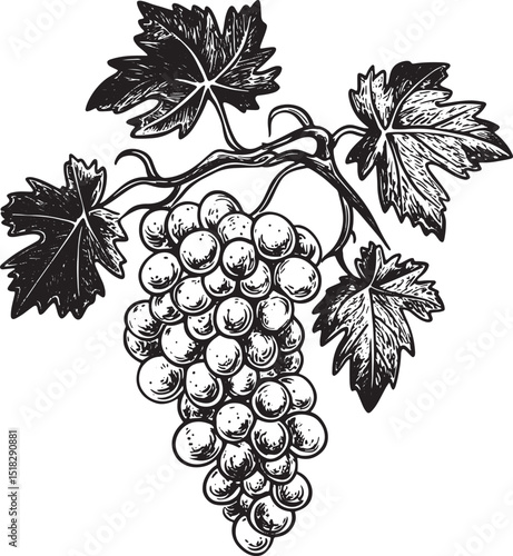 Hand braided with grape vine plant engraving vector illustration. Scratch board style imitation. Black and white hand drawn image.