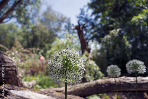 black ornamental leek in a garden show, Allium nigrum public park
