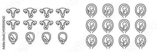 Diagrams illustrating human reproductive anatomy and fetal development in a simple and educational format showcasing key stages