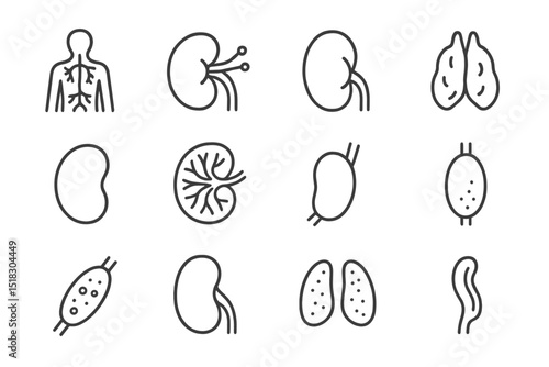 Various kidney and organ illustrations depicting human anatomy in a simple, minimalist design for educational purposes