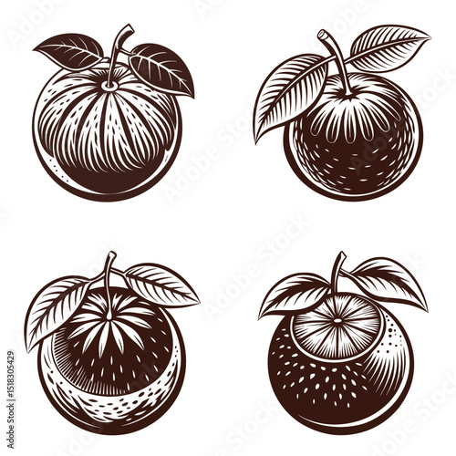 Clementine fruit silhouette vector illustration isolated on white background.