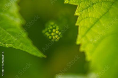 Spring time in the garden