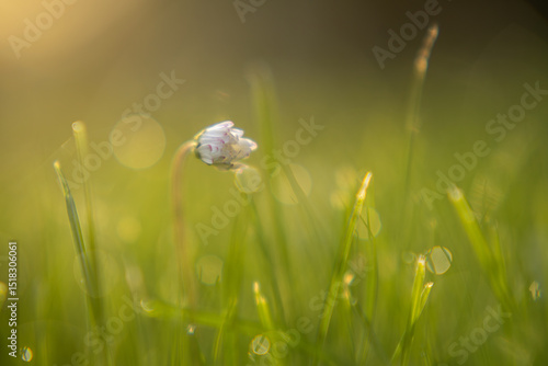 Spring time in the garden