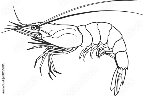 shrimp swimming, side view, clean vector sketch
