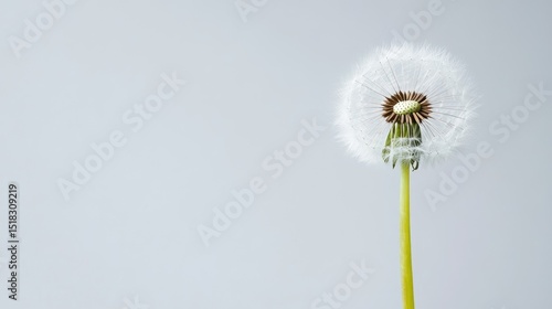 Wallpaper Mural Single dandelion seed head against a light gray background. Torontodigital.ca