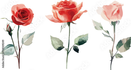 Three Delicate Watercolor Roses with Soft Colors