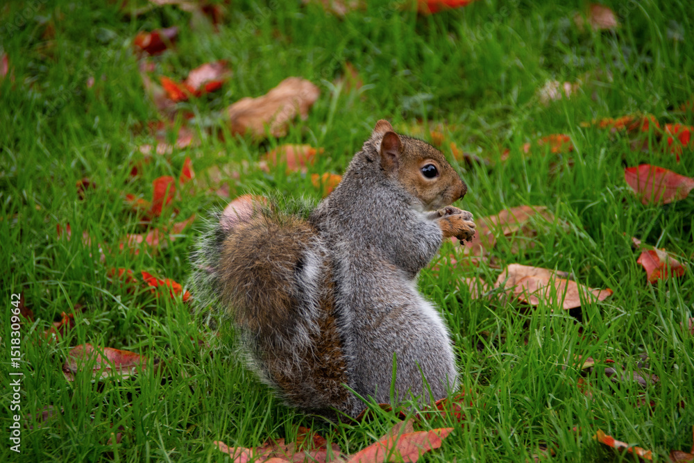 Fototapeta premium Grey Squirrel sat up eating a nut