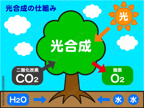 自然と木と光合成の仕組みの図解イラスト素材